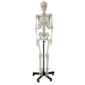Esqueleto humano em pvc, tamanho real